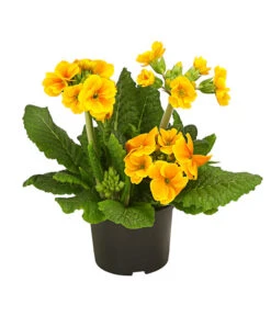 Stängelprimel, Verschiedene Farben -Gartenbedarfsgeschäft 8816498 PR FS 003 StaengelprimelPrimulaElatiorT12DehnerHerzig