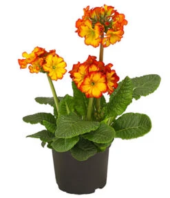 Stängelprimel, Verschiedene Farben -Gartenbedarfsgeschäft 8816498 PR FS 004 StaengelprimelPrimulaElatiorT12DehnerHerzig