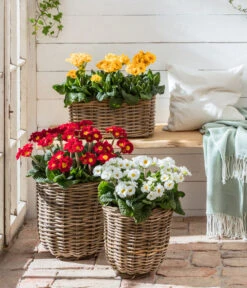 Stängelprimel, Verschiedene Farben -Gartenbedarfsgeschäft 8816498 WE MO 001 StaengelprimelPrimulaElatiorT12BL02