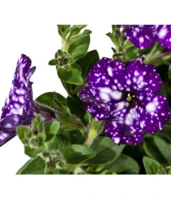 Hängepetunie 'Night Sky' -Gartenbedarfsgeschäft 8816506 WE DE 002 PetuniaNightSky DehnerExpressWunderlich