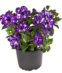 Hängepetunie 'Night Sky'