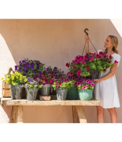 Hängepetunie 'Night Sky' -Gartenbedarfsgeschäft 8816506 WE MO 003 NightSky BestofPetunien