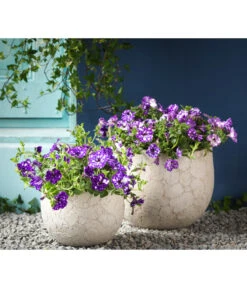 Hängepetunie 'Night Sky' -Gartenbedarfsgeschäft 8816506 WE MO 004 HaengepetunieNightSkyHaengepetunieT12