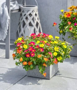 Portulakröschen -Gartenbedarfsgeschäft 8817199 8827271 WE MO 002 PortulakroeschenPortulacaT11 T14Premium