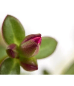 Portulakröschen -Gartenbedarfsgeschäft 8817199 WE DE 001 PortulacaUmbraticolaT11