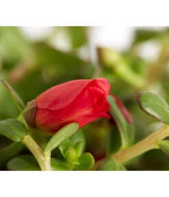Portulakröschen -Gartenbedarfsgeschäft 8817199 WE DE 004 PortulacaUmbraticolaT11