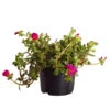 Portulakröschen -Gartenbedarfsgeschäft 8817199 WE FS 001 PortulacaUmbraticolaT11