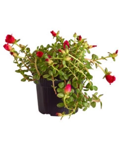 Portulakröschen -Gartenbedarfsgeschäft 8817199 WE FS 003 PortulacaUmbraticolaT11