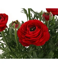 Beet- & Balkonpflanzen-Set Bunter Frühling, 6-teilig -Gartenbedarfsgeschäft 8817348 PR DE 006 RanukelnT14DehnerExpressHerzig