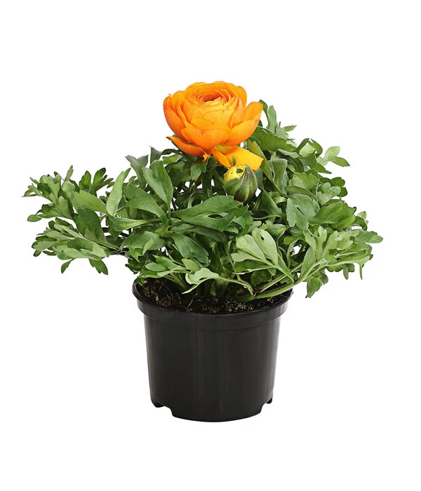 Beet- & Balkonpflanzen-Set Oranger Frühling, 6-teilig 4 Beet- & Balkonpflanzen-Set Oranger Frühling, 6-teilig – Bild 2