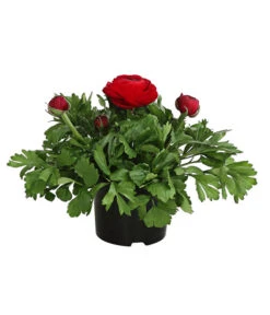 Beet- & Balkonpflanzen-Set Bunter Frühling, 6-teilig -Gartenbedarfsgeschäft 8817355 WE FS 011 RanunkelnT11DehnerExpressHerzig