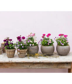 Pflanzen-Trio Frühjahr In Pastell -Gartenbedarfsgeschäft 8817355 WE MO 001 FruejahrTrioMixies