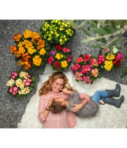 Stängelprimel, Schale -Gartenbedarfsgeschäft 8817397 8261463 WE MO 001 PrimelnPrimulaSchale