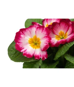 Primel In Sonderfarben, Verschiedene Sorten -Gartenbedarfsgeschäft 8817439 WE DE 002 PrimulaSonderfarbenPinkT12