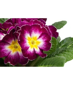 Primel In Sonderfarben, Verschiedene Sorten -Gartenbedarfsgeschäft 8817439 WE DE 003 PrimulaSonderfarbenLilaT12
