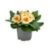 Primel In Sonderfarben, Verschiedene Sorten -Gartenbedarfsgeschäft 8817439 WE FS 001 PrimulaSonderfarbenGelbT12
