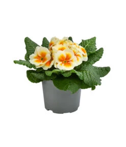 Primel In Sonderfarben, Verschiedene Sorten