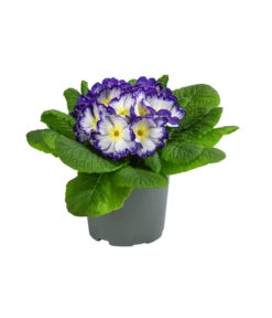 Primel In Sonderfarben, Verschiedene Sorten -Gartenbedarfsgeschäft 8817439 WE FS 005 PrimulaSonderfarbenBlauT12