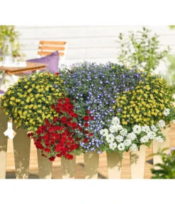 Männertreu 'Blue Eye' -Gartenbedarfsgeschäft 8817587 WE MO 001 SanvitaliaVerbenaPetuniaLobeliaMaennertreuRennerPrintMediaDehner