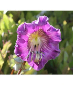 Glockenrebe -Gartenbedarfsgeschäft 8821969 DE 002 CobaeaScandensPixabay