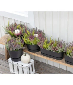 Elho Kunststoff-Topf Greenville, Ca. B20/B18/T49 Cm -Gartenbedarfsgeschäft 8821985 WE MO 001 CallunaQuattro