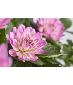 Dehner Premium Dahlie -Gartenbedarfsgeschäft 8822462 PR DE 002 DahliaHybridePremiumT25DehnerExpressZS