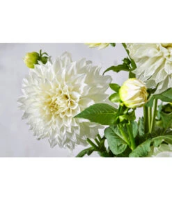 Dehner Premium Dahlie -Gartenbedarfsgeschäft 8822462 PR DE 057 DahlienPremiumT26UveSauer