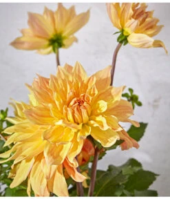 Dehner Premium Dahlie -Gartenbedarfsgeschäft 8822462 PR DE 062 DahlienPremiumT26UveSauer