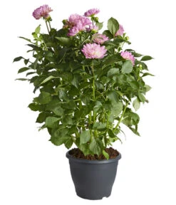 Dehner Premium Dahlie -Gartenbedarfsgeschäft 8822462 PR FS 002 DahliaHybridePremiumT25DehnerExpressZS