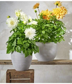 Dehner Premium Dahlie -Gartenbedarfsgeschäft 8822462 PR MO 004 DahlienPremiumT26UveSauer