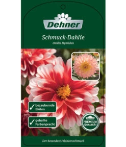 Dehner Premium Dahlie -Gartenbedarfsgeschäft 8822462 Schmuck Dahlie Etikett 1