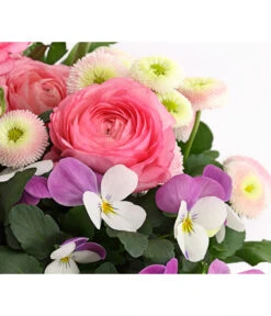 Pflanzen-Trio Frühjahr In Pastell -Gartenbedarfsgeschäft 8823031 WE DE 001 FruehjahrRosaT17