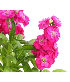 Levkoje, Verschiedene Sorten -Gartenbedarfsgeschäft 8826083 WE DE 001 MatthiolaLevkojeDehnerExpressHerzig