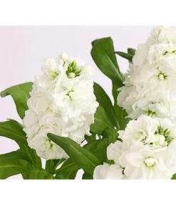 Levkoje, Verschiedene Sorten -Gartenbedarfsgeschäft 8826083 WE DE 002 MatthiolaLevkojeDehnerExpressHerzig