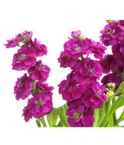 Levkoje, Verschiedene Sorten -Gartenbedarfsgeschäft 8826083 WE DE 003 MatthiolaLevkojeDehnerExpressHerzig