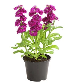 Levkoje, Verschiedene Sorten -Gartenbedarfsgeschäft 8826083 WE FS 003 MatthiolaLevkojeDehnerExpressHerzig