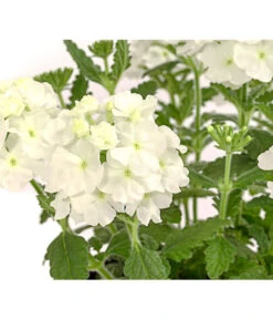 Eisenkraut, Verschiedene Farben -Gartenbedarfsgeschäft 8826828 PR DE 001 VerbenaEisenkrautMixT13DehnerExpressHerzig