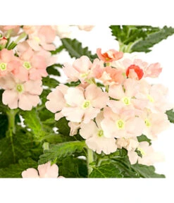 Eisenkraut, Verschiedene Farben -Gartenbedarfsgeschäft 8826828 PR DE 002 VerbenaEisenkrautMixT13DehnerExpressHerzig