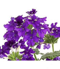 Eisenkraut, Verschiedene Farben -Gartenbedarfsgeschäft 8826828 PR DE 003 VerbenaEisenkrautMixT13DehnerExpressHerzig