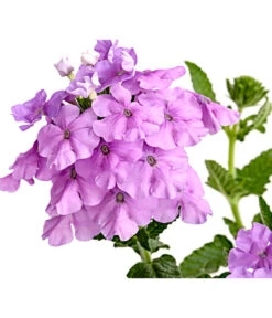 Eisenkraut, Verschiedene Farben -Gartenbedarfsgeschäft 8826828 PR DE 004 VerbenaEisenkrautMixT13DehnerExpressHerzig