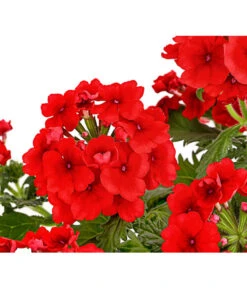 Eisenkraut, Verschiedene Farben -Gartenbedarfsgeschäft 8826828 PR DE 005 VerbenaEisenkrautMixT13DehnerExpressHerzig