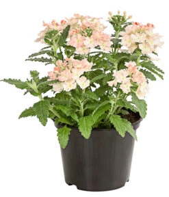 Eisenkraut, Verschiedene Farben -Gartenbedarfsgeschäft 8826828 PR FS 002 VerbenaEisenkrautMixT13DehnerExpressHerzig