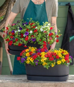 Elho Kunststoff-Topf Greenville, Ca. B20/B18/T49 Cm -Gartenbedarfsgeschäft 8827016 WE MO 001 SommertrioTrioMio