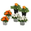 Beet- & Balkonpflanzen-Set Oranger Frühling, 6-teilig -Gartenbedarfsgeschäft 8827974 WE FS 002 BeetBalkonsetOrange