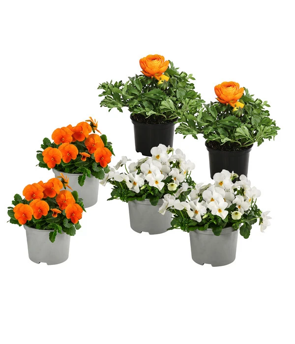 Beet- & Balkonpflanzen-Set Oranger Frühling, 6-teilig 3 Beet- & Balkonpflanzen-Set Oranger Frühling, 6-teilig