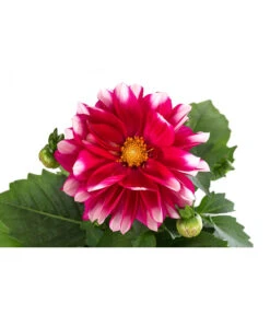 Zwergdahlie, Besonderheit -Gartenbedarfsgeschäft 8829939 WE DE 001 ZwergdahlieBesonderheitT12