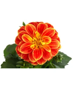 Zwergdahlie, Besonderheit -Gartenbedarfsgeschäft 8829939 WE DE 002 ZwergdahlieBesonderheitT12