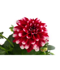 Zwergdahlie, Besonderheit -Gartenbedarfsgeschäft 8829939 WE DE 003 ZwergdahlieBesonderheitT12