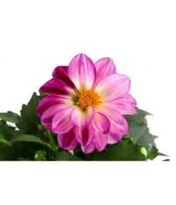 Zwergdahlie, Besonderheit -Gartenbedarfsgeschäft 8829939 WE DE 004 ZwergdahlieBesonderheitT12