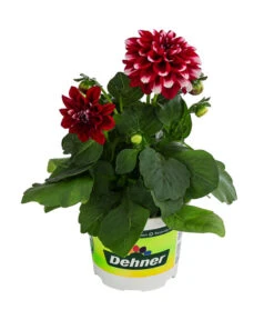 Zwergdahlie, Besonderheit -Gartenbedarfsgeschäft 8829939 WE FS 003 ZwergdahlieBesonderheitT12
